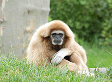 Lar gibbon