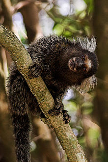 Common marmoset (Callithrix jacchus)