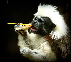 Cotton-top tamarin eating a grasshopper