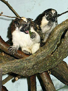 Geoffroy's tamarin (Saguinus geoffroyi), also known as the Panamanian, red-crested or rufous-na