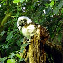 Geoffroy's tamarin has been considered a subspecies of the similar cottontop tamarin, shown abo