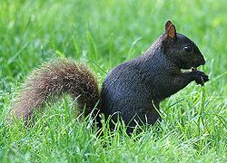 Several species of squirrels have melanistic phases. In large parts of United States and Canada, the