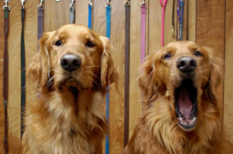 One dog yawning, one dog not yawning.