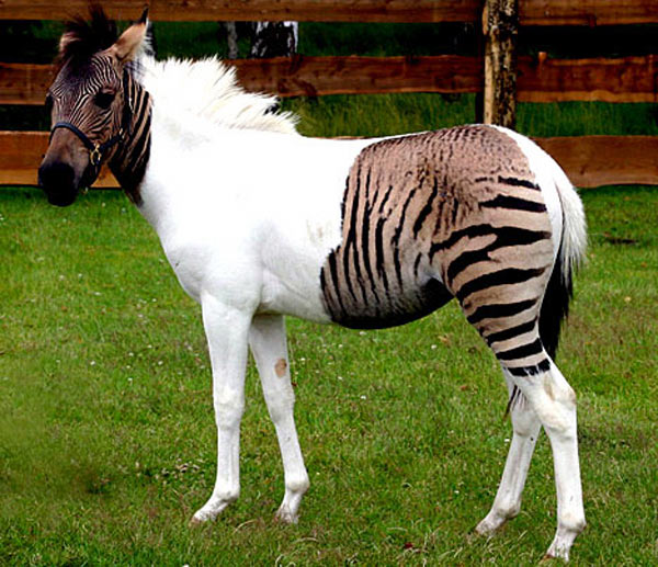 Zebra/Horse