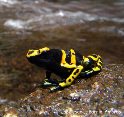 Dendrobates leucomelas, a poisonous frog from Venezuelan Guiana