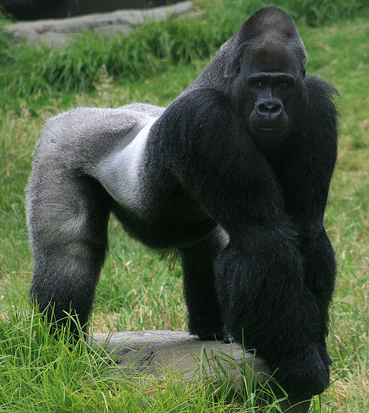 Male gorilla