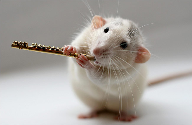 Rat Playing Flute