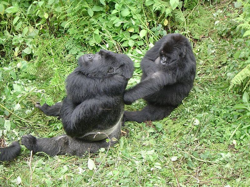 Silverback gorilla with one of his females