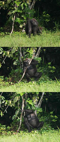 A female gorilla exhibiting tool use by using a tree trunk as a support whilst fishing herbs.