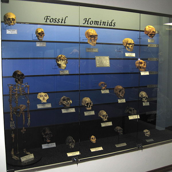 A Fossil Hominid Exhibit at The Museum of Osteology, Oklahoma City, Oklahoma