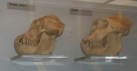 Skulls of an orangutan and a gorilla