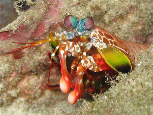 Flower mantis shrimp.