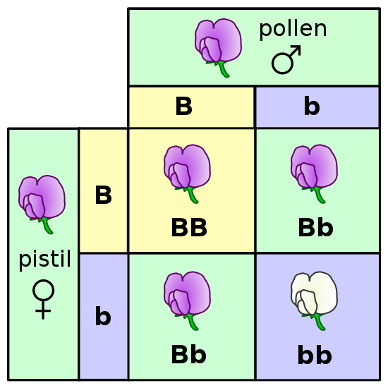 A Punnett square depicting a cross between two pea plants heterozygous for purple (B) and white (b) 