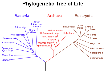 A phylogenetic tree of all living things