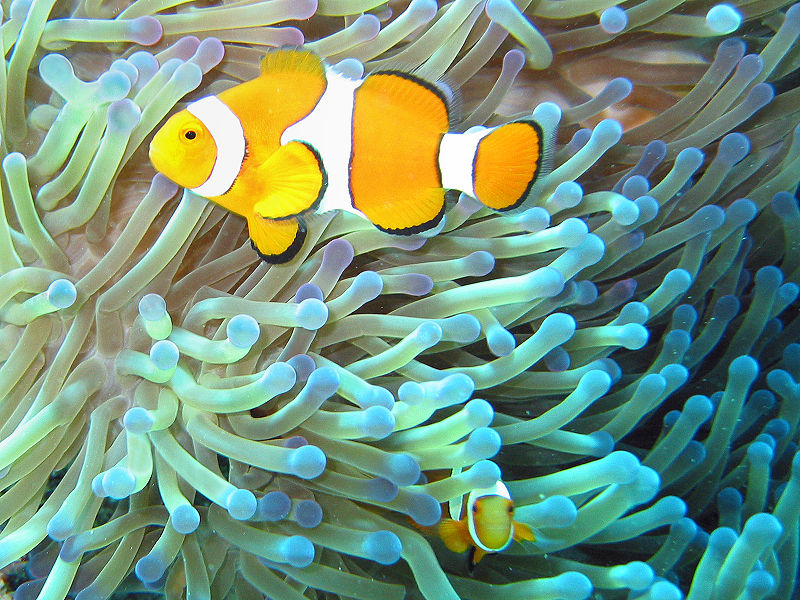 Mutual symbiosis between clownfish of the genus Amphiprion that dwell among the tentacles of tropica