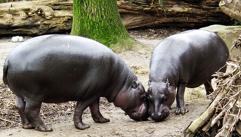 Pygmy Hippopotamus (Choeropsis liberiensis)