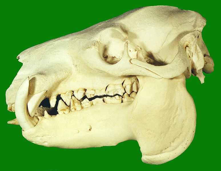 Skull of a pygmy hippopotamus