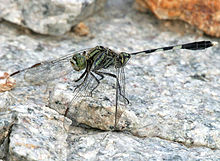 Green Marsh Hawk Orthetrum sabina