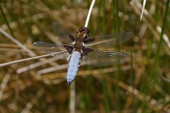 A male Broad-bodied Chaser