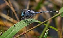 Diplacodes trivialis (male)