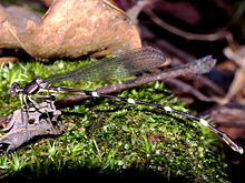 Platystictidae is a family of damselflies, commonly known as shadowdamsels.