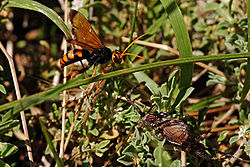 Spider Hunting Wasp, Heterodotonyx bicolor, and prey