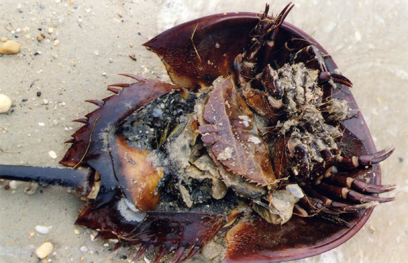 Horseshoe crab underside