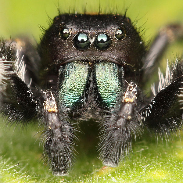 Phidippus johnsoni chelicera (green) and pedipalps (bottom)