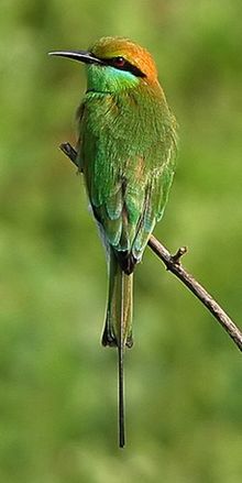 The Green Bee-eater, Merops orientalis, (sometimes Little Green Bee-eater) is a near passerine bird 