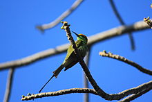 Green bee eater,nagpur,India