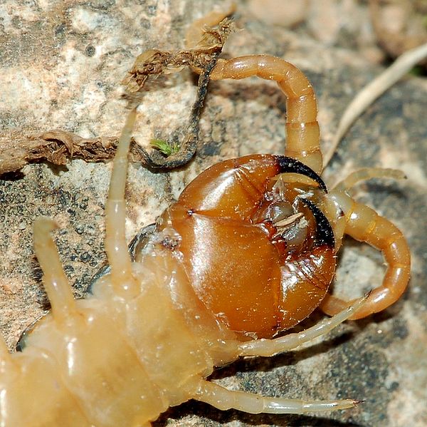 Scolopendra cingulata