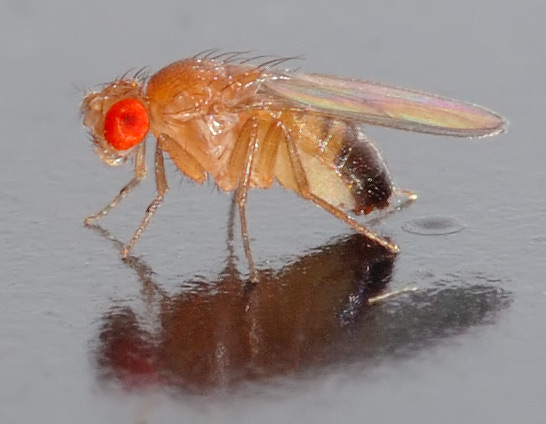 Hexapoda: Drosophila melanogaster