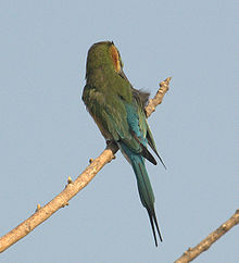 Blue-tailed Bee-eater from behind, showing the blue rump and tail