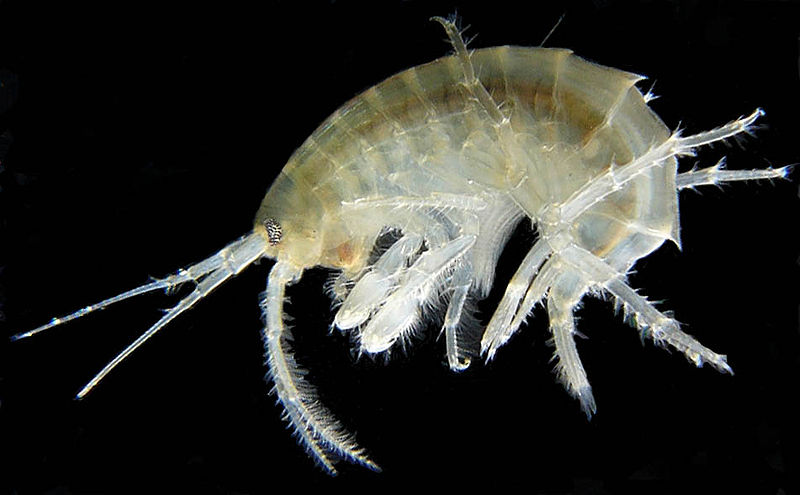 Gammarus roeseli (Amphipoda)