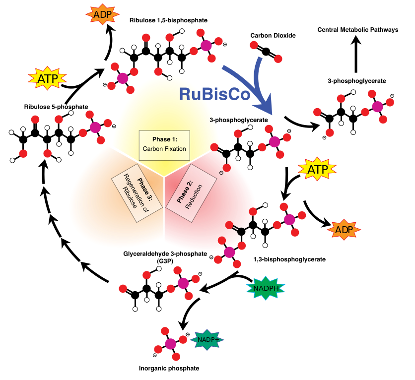 Calvin Cycle