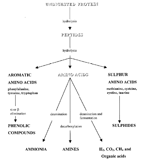 role of microbial enzymes