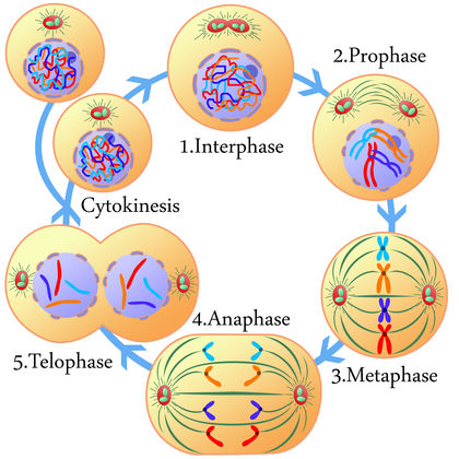 protein synthesis