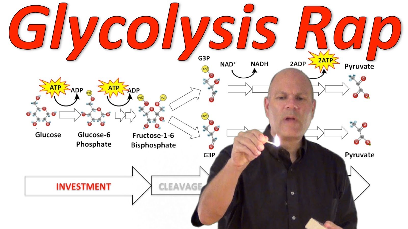 glycolysis