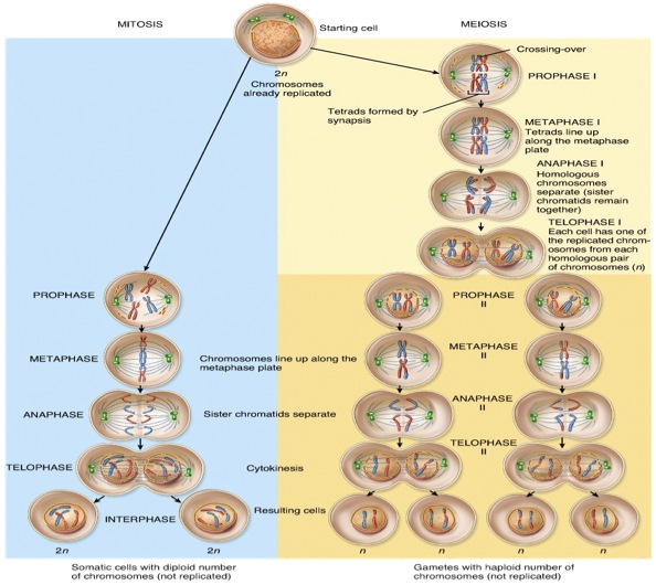 Mitosis vs. Meiosis