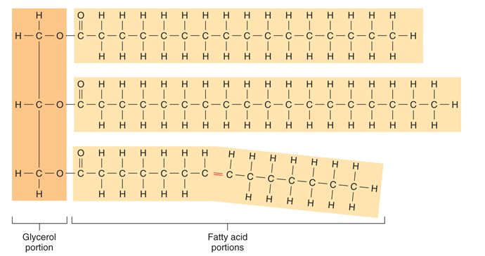 Triglyceride Molecule