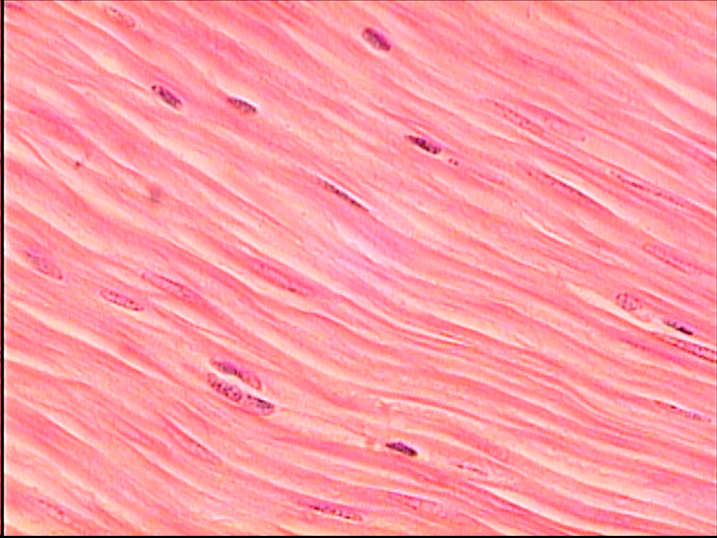 Smooth muscle under microscope