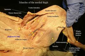 cat muscle anatomy lab4
