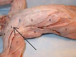 cat muscle anatomy lab5