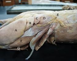 cat muscle anatomy lab6