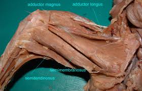 cat muscle anatomy lab17