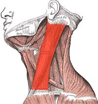 sternocleidomastoid anatomy