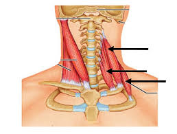 Scalenes anatomy