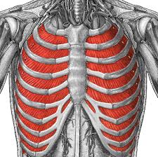 Rectus abdominis