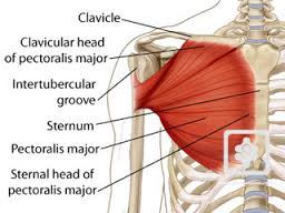 Pectoralis major