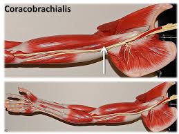 Coracobrachialis